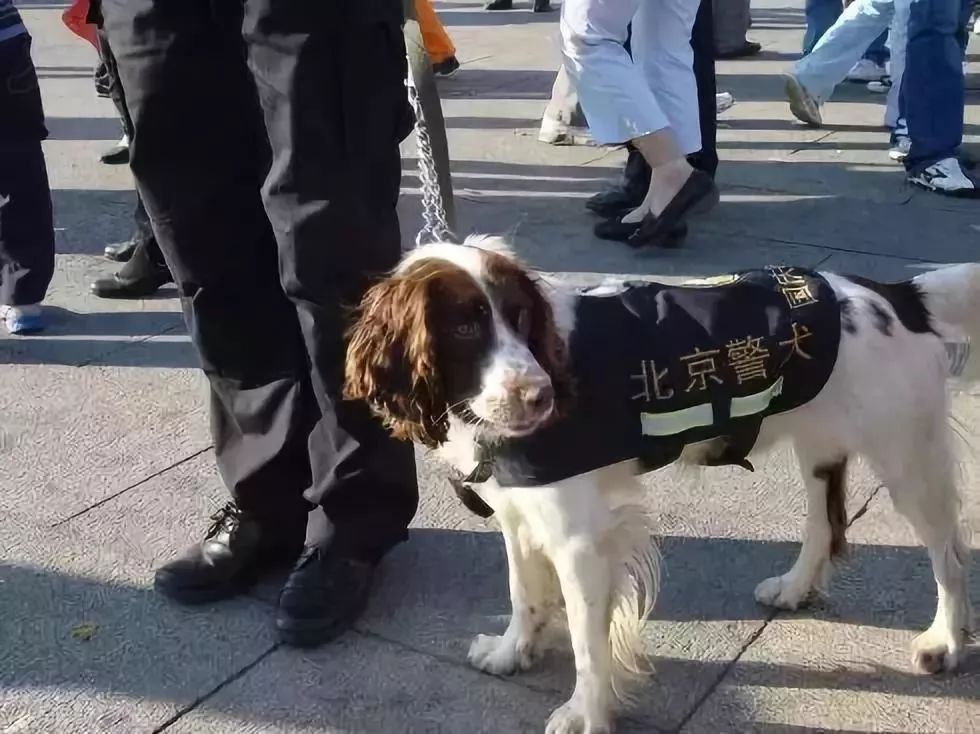 警犬幺报频频，零容忍度展现铁腕管理