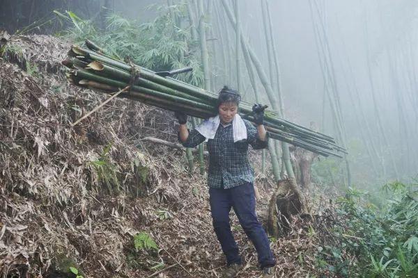 逆境中的坚韧，90后男子负债百万回大山砍竹子