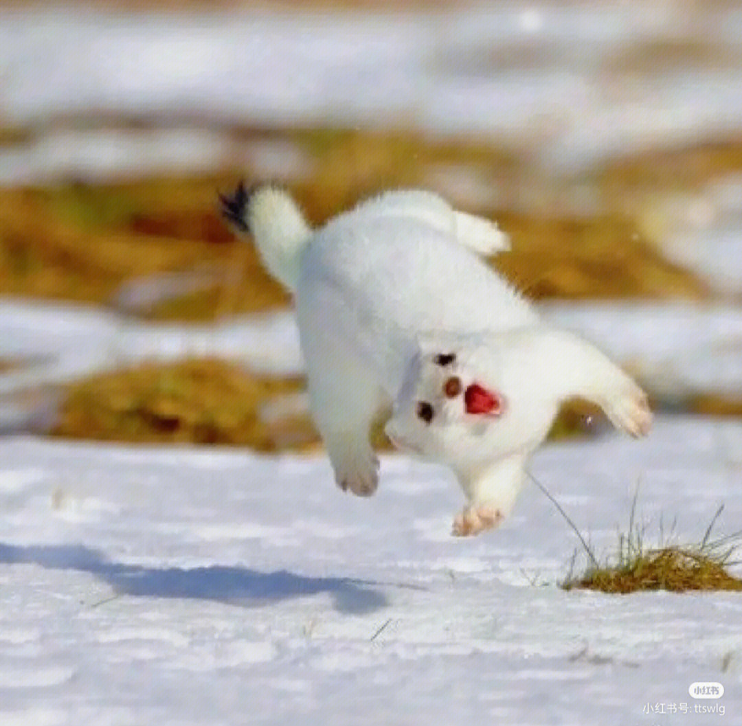 雪地奇遇，与白鼬的萌趣邈逢🐾