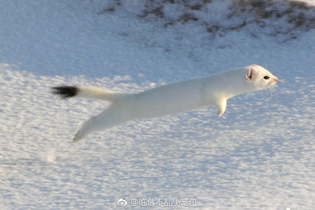 在雪地里遇见萌白鼬的奇妙瞬间