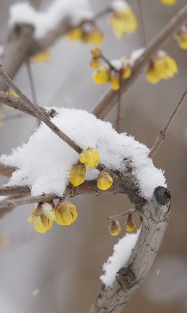 冬去春会来，雪化花会开