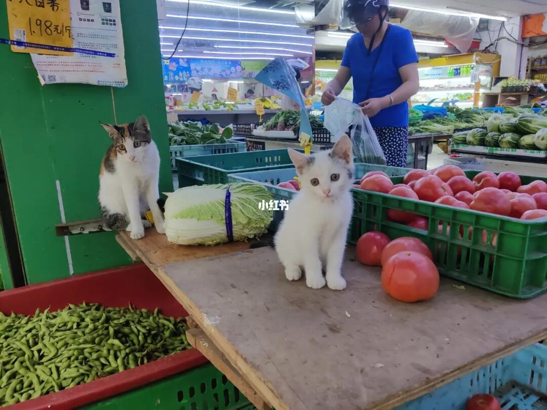 教你如何在菜市场捡猫