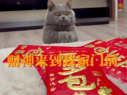 小猫预言，你今年将发大财！感谢灵验的小猫！