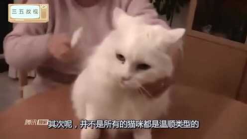 回家后故意不摸小猫，会有什么意想不到的结果？