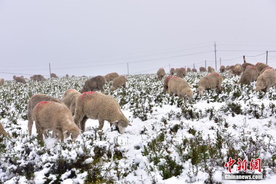 内蒙古牛羊身披银装，雪霜背后的故事引人深思——深度探究内蒙畜牧业的冬季挑战与机遇！🌟🐄✨