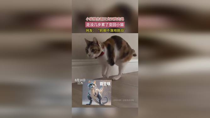 小猫模仿申小豹挑战，全民热潮下的独特现象解读澳门视角深度剖析文章标题建议