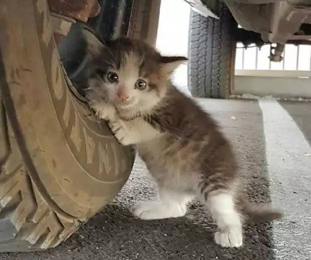 感动！流浪猫生产后神秘举动引热议，小猫崽命运成谜