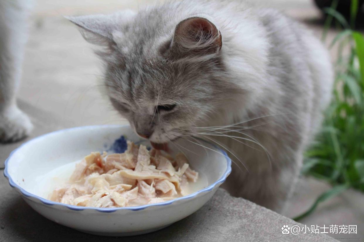 “胖猫”妈妈回应90多吨食物被浪费